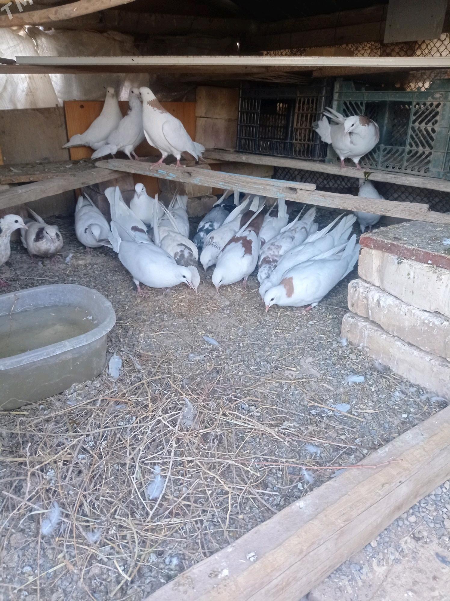 kepderi - Теджен - img 10