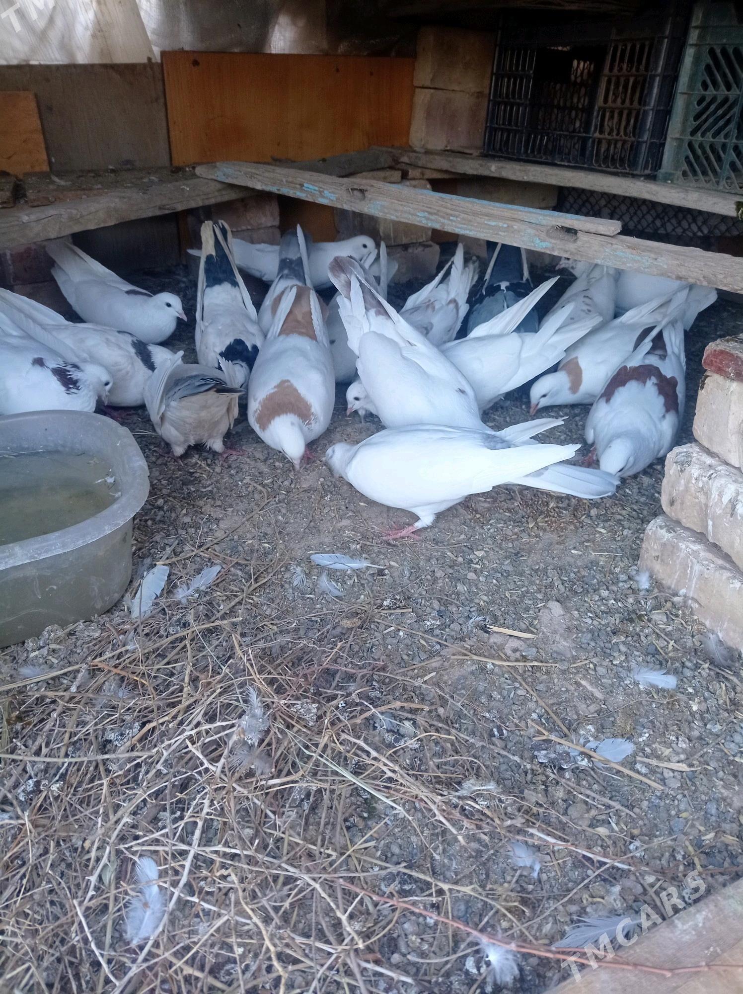 kepderi - Теджен - img 2