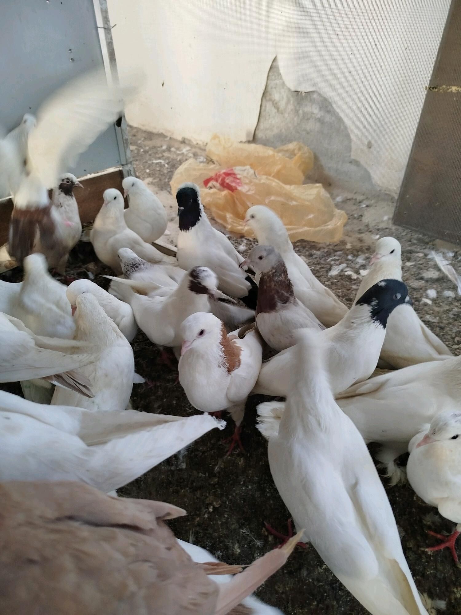 kepderi - ул. Подвойского (Битарап Туркменистан шаёлы) - img 2