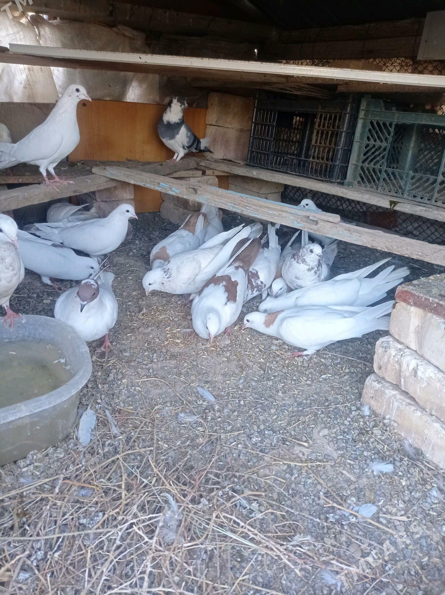 kepderi - Теджен - img 5