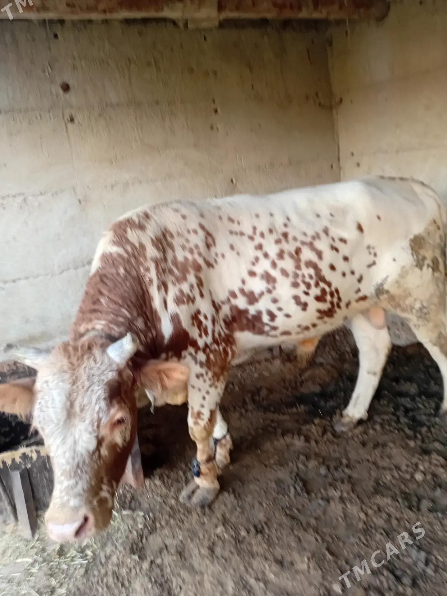 Öküz - Бахарден - img 2