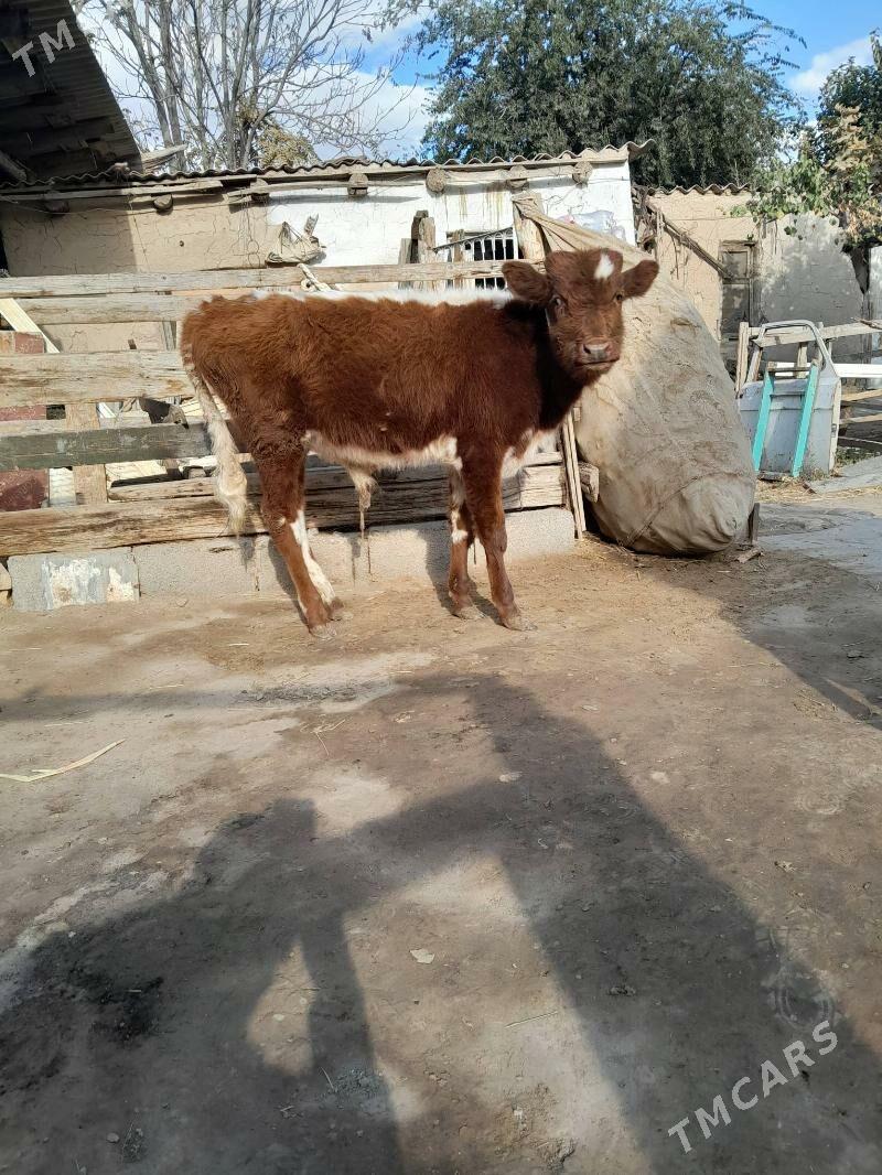 0kuz - Кëши - img 4