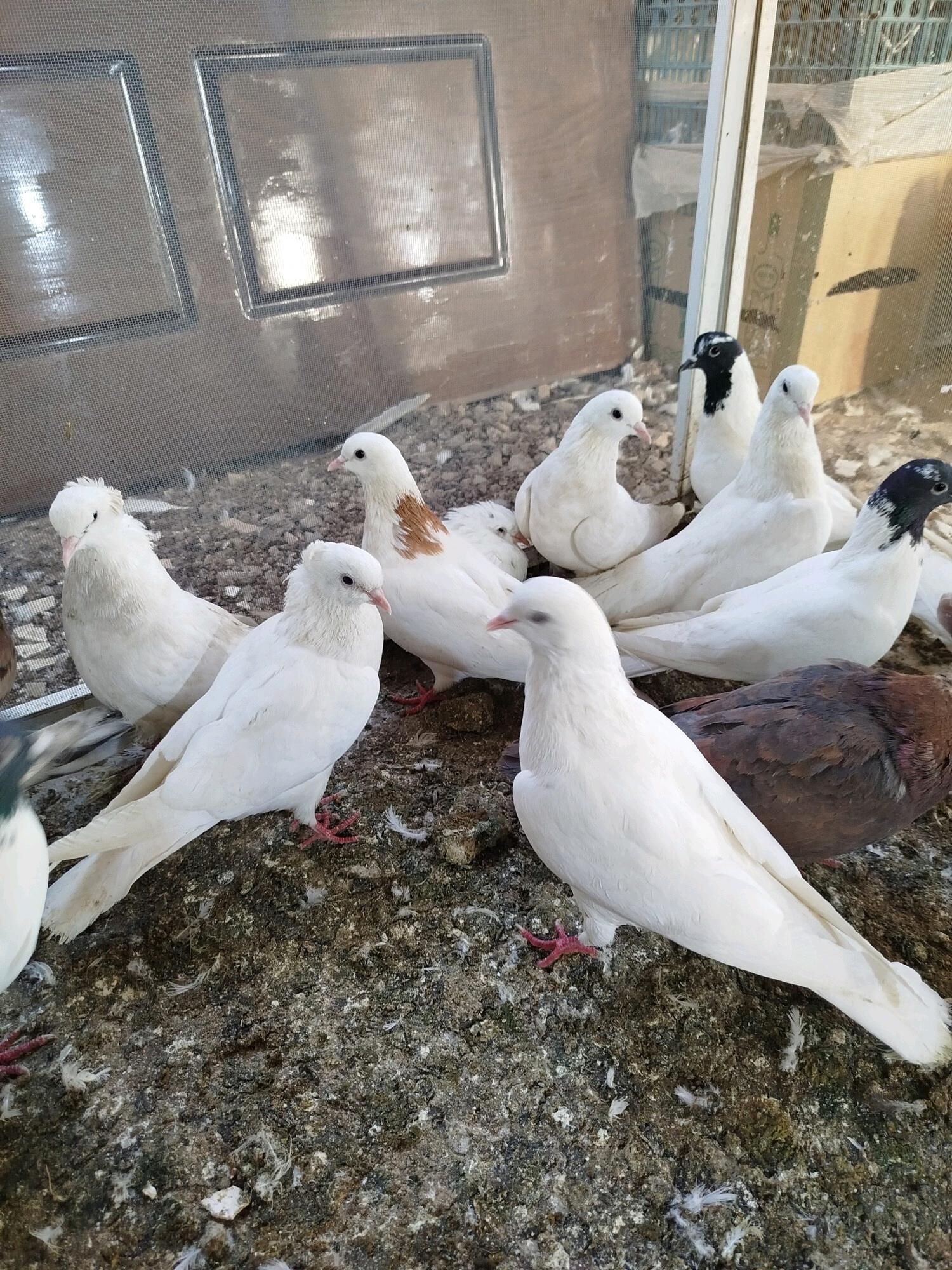 kepderi - ул. Подвойского (Битарап Туркменистан шаёлы) - img 4