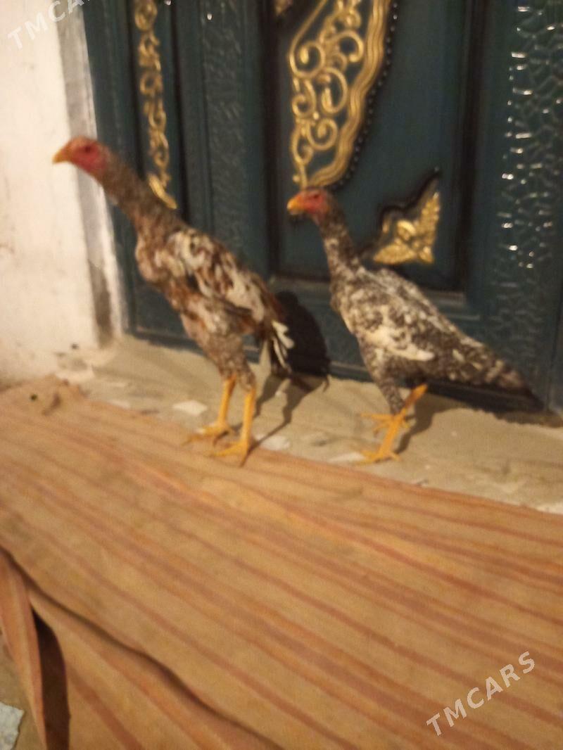 bayes juja - Сакар - img 3