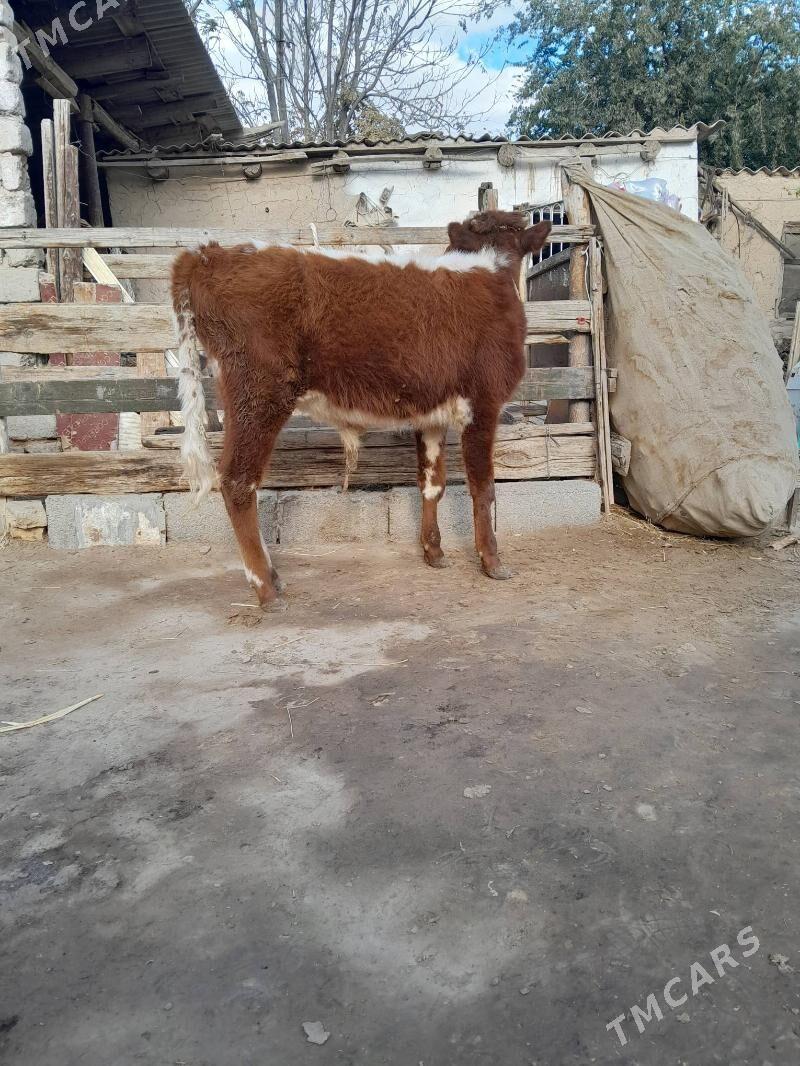 0kuz - Кëши - img 3