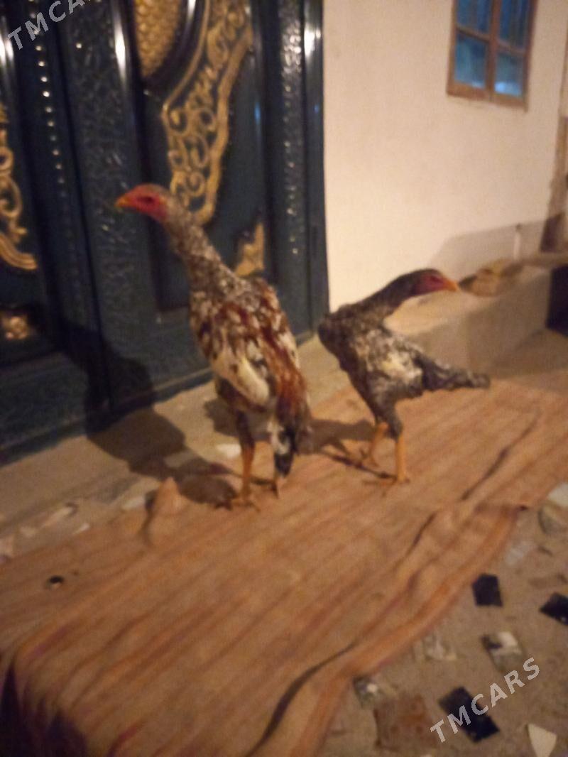 bayes juja - Сакар - img 1