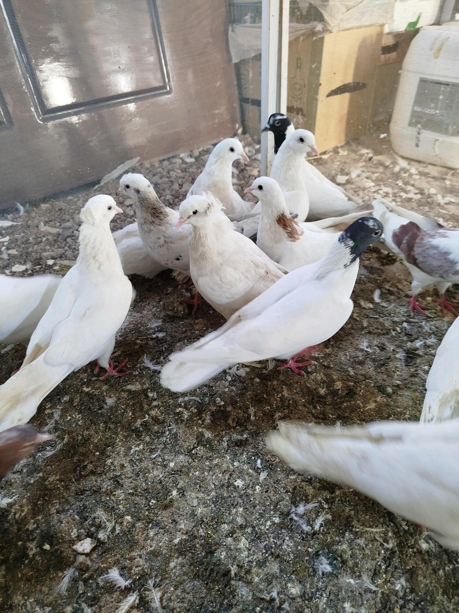 kepderi - ул. Подвойского (Битарап Туркменистан шаёлы) - img 5