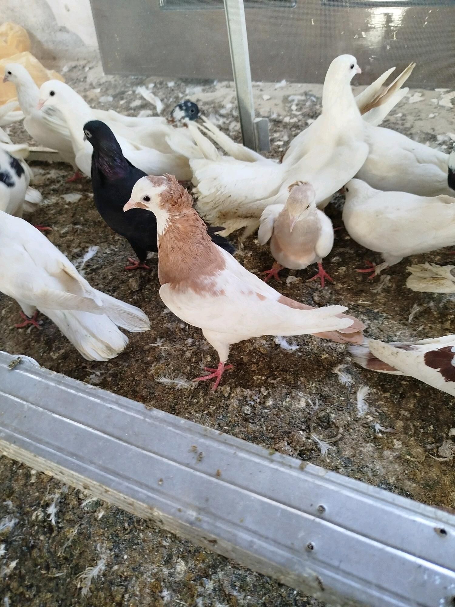 kepderi - ул. Подвойского (Битарап Туркменистан шаёлы) - img 7