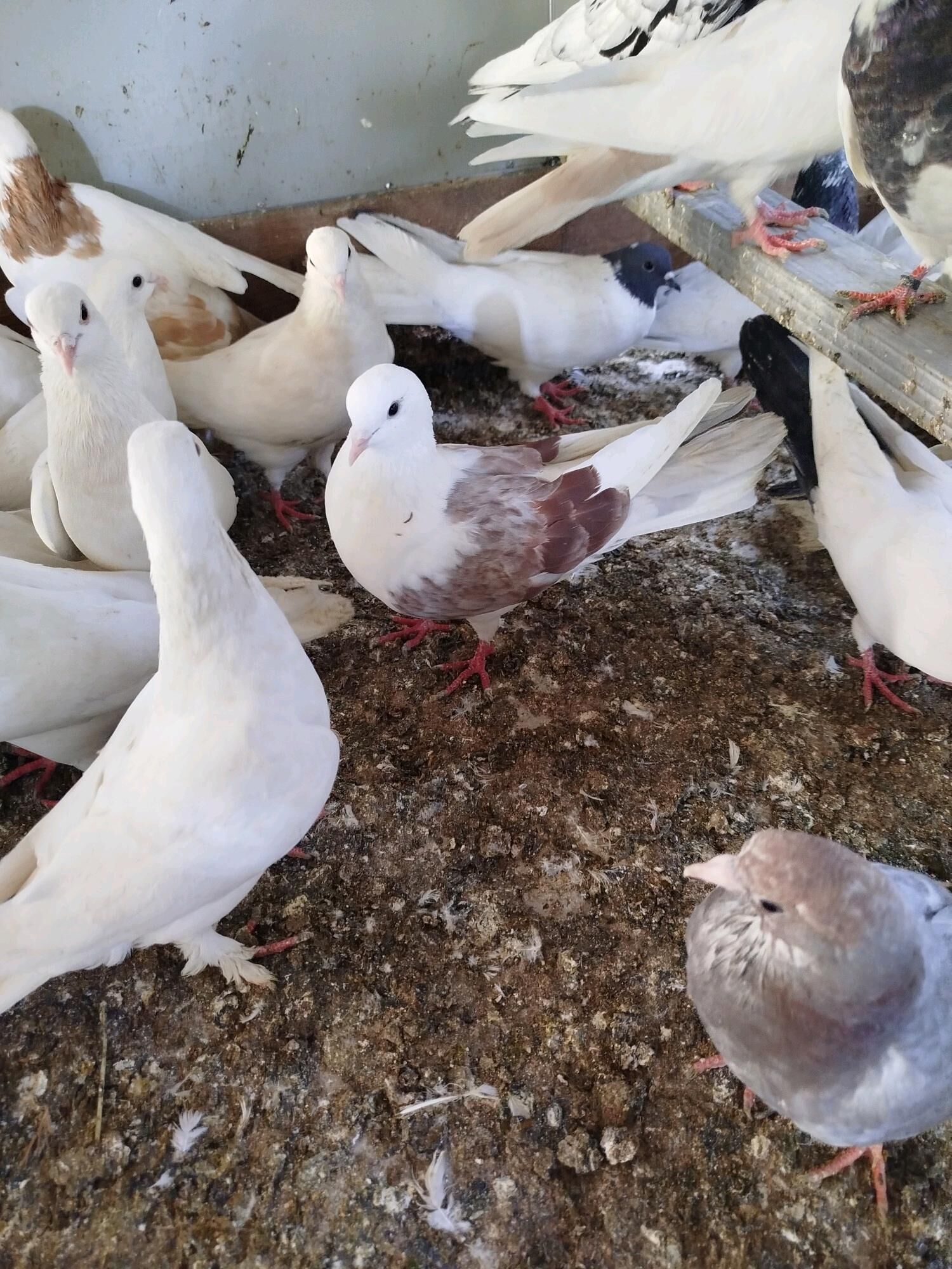 kepderi - ул. Подвойского (Битарап Туркменистан шаёлы) - img 10