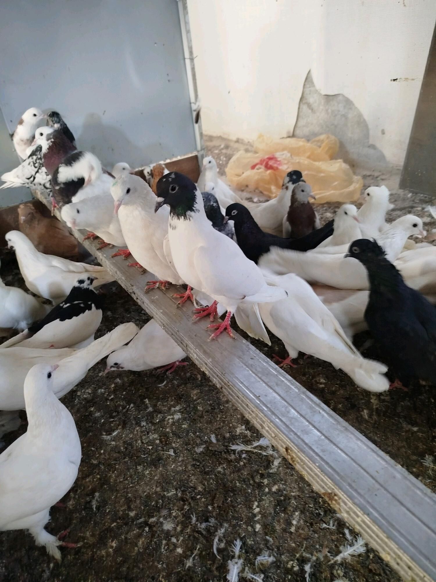 kepderi - ул. Подвойского (Битарап Туркменистан шаёлы) - img 9