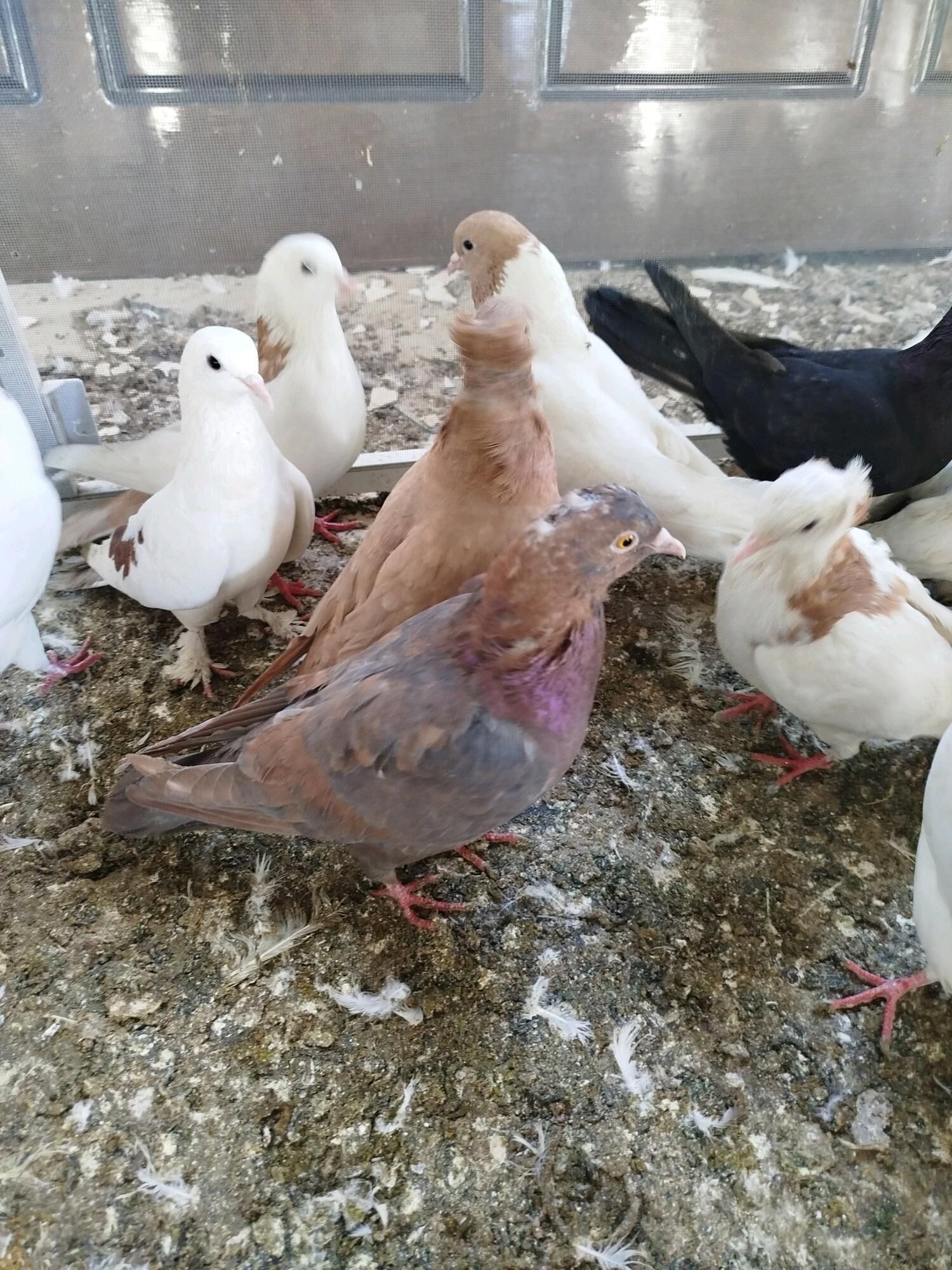 kepderi - ул. Подвойского (Битарап Туркменистан шаёлы) - img 8