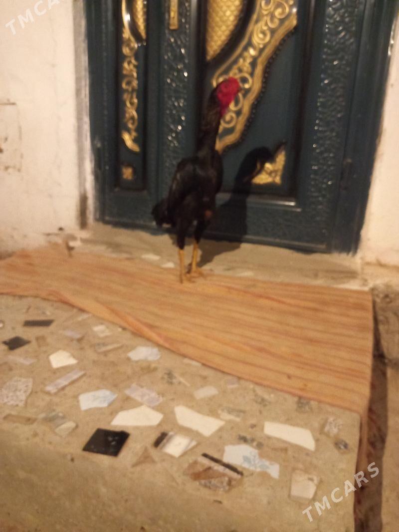 bayes juja - Sakar - img 2