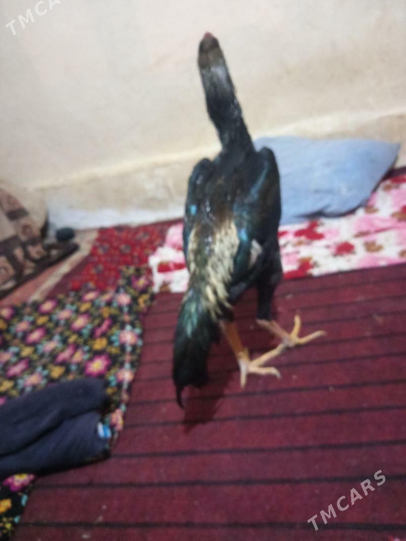 bayes juja - Сакар - img 1