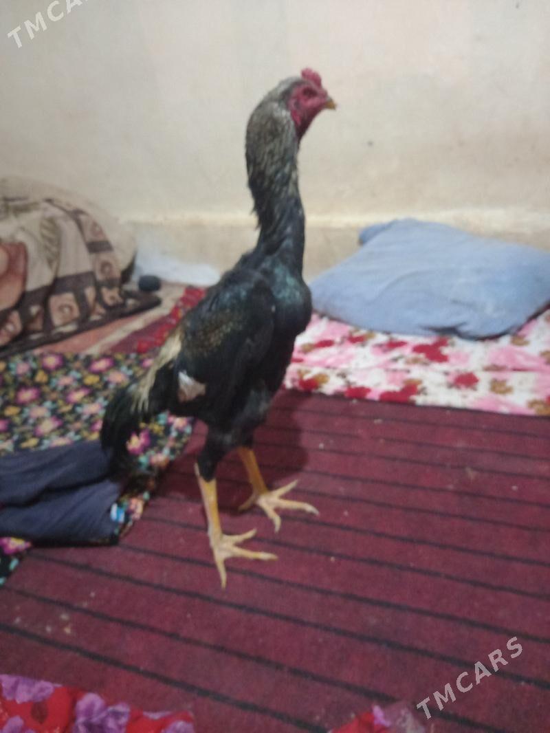 bayes juja - Сакар - img 3