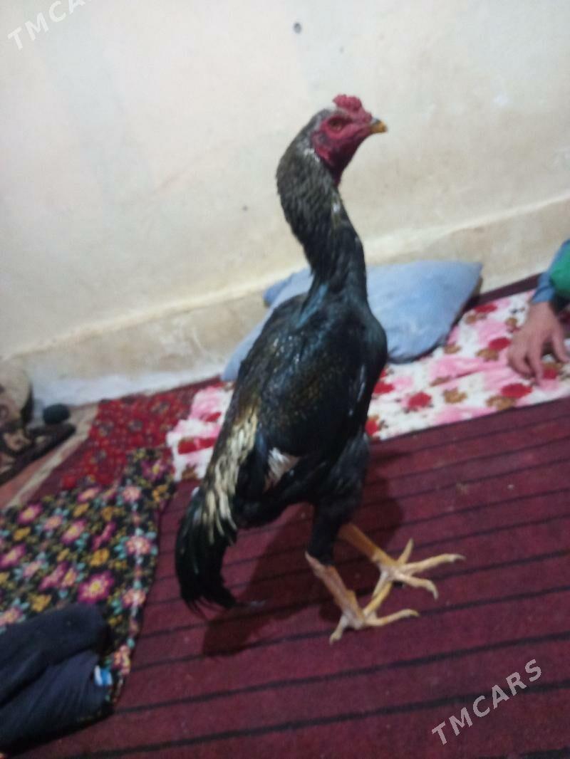 bayes juja - Сакар - img 2