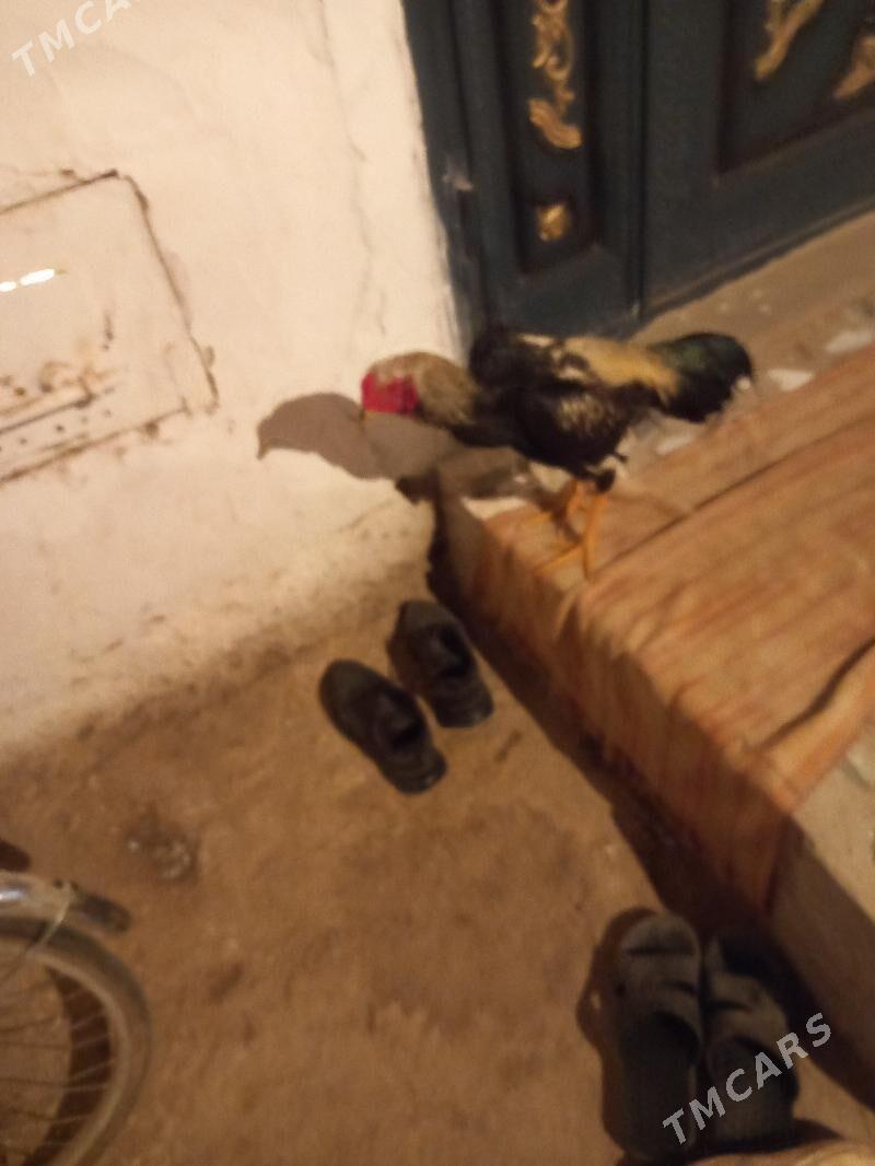 bayes juja - Сакар - img 1