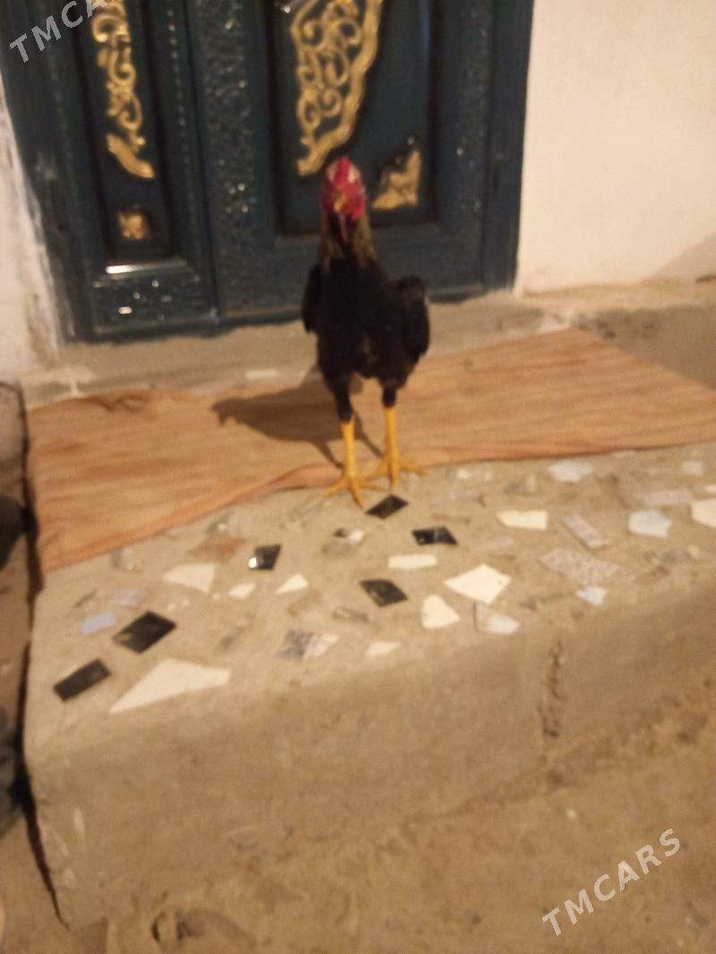 bayes juja - Сакар - img 2