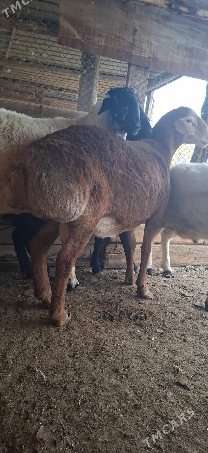 Gisar goclar - Кипджак - img 1