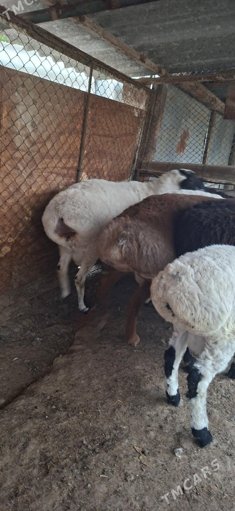 Gisar goclar - Кипджак - img 2