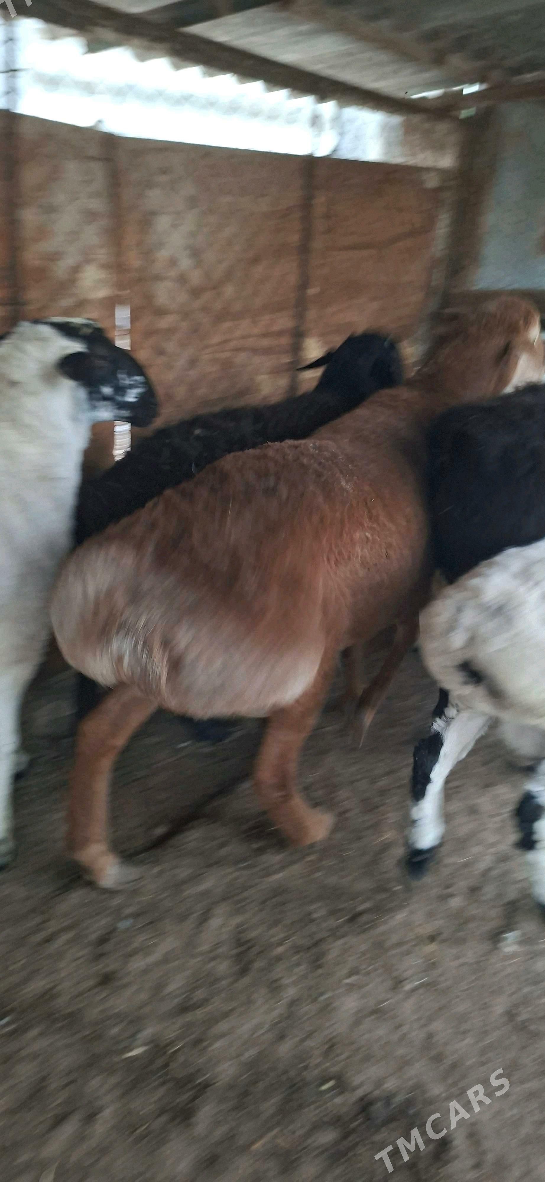 Gisar goclar - Кипджак - img 5