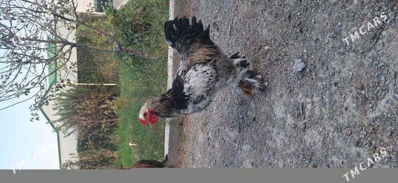 Brama towuk - Гёкдепе - img 2