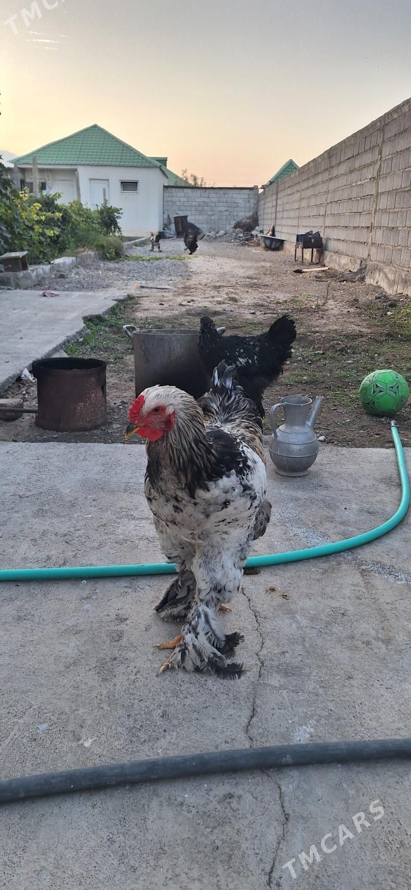 Brama towuk - Гёкдепе - img 1