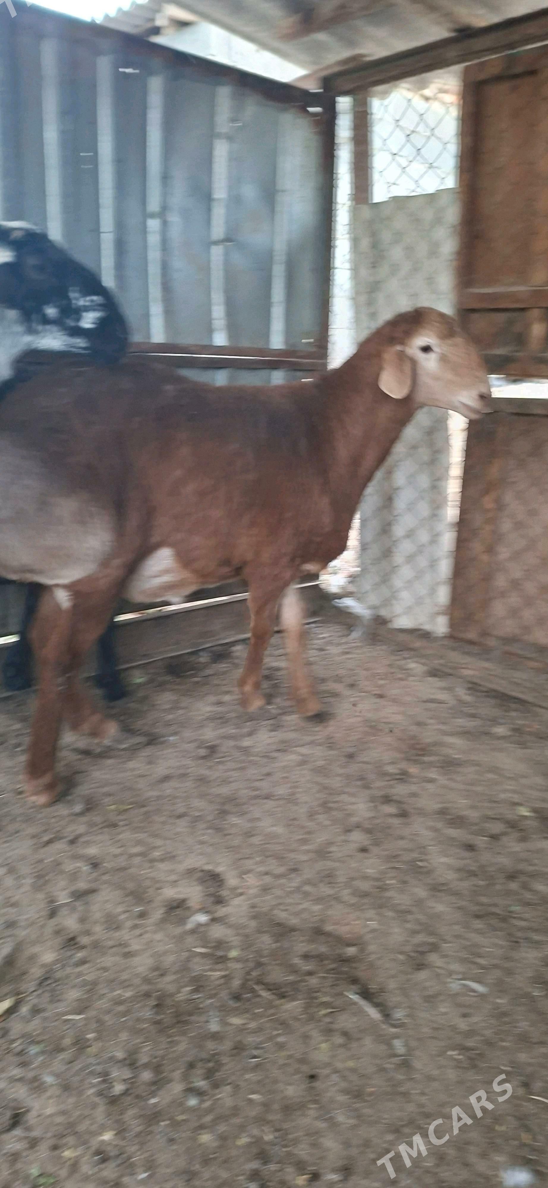 Gisar goclar - Кипджак - img 3