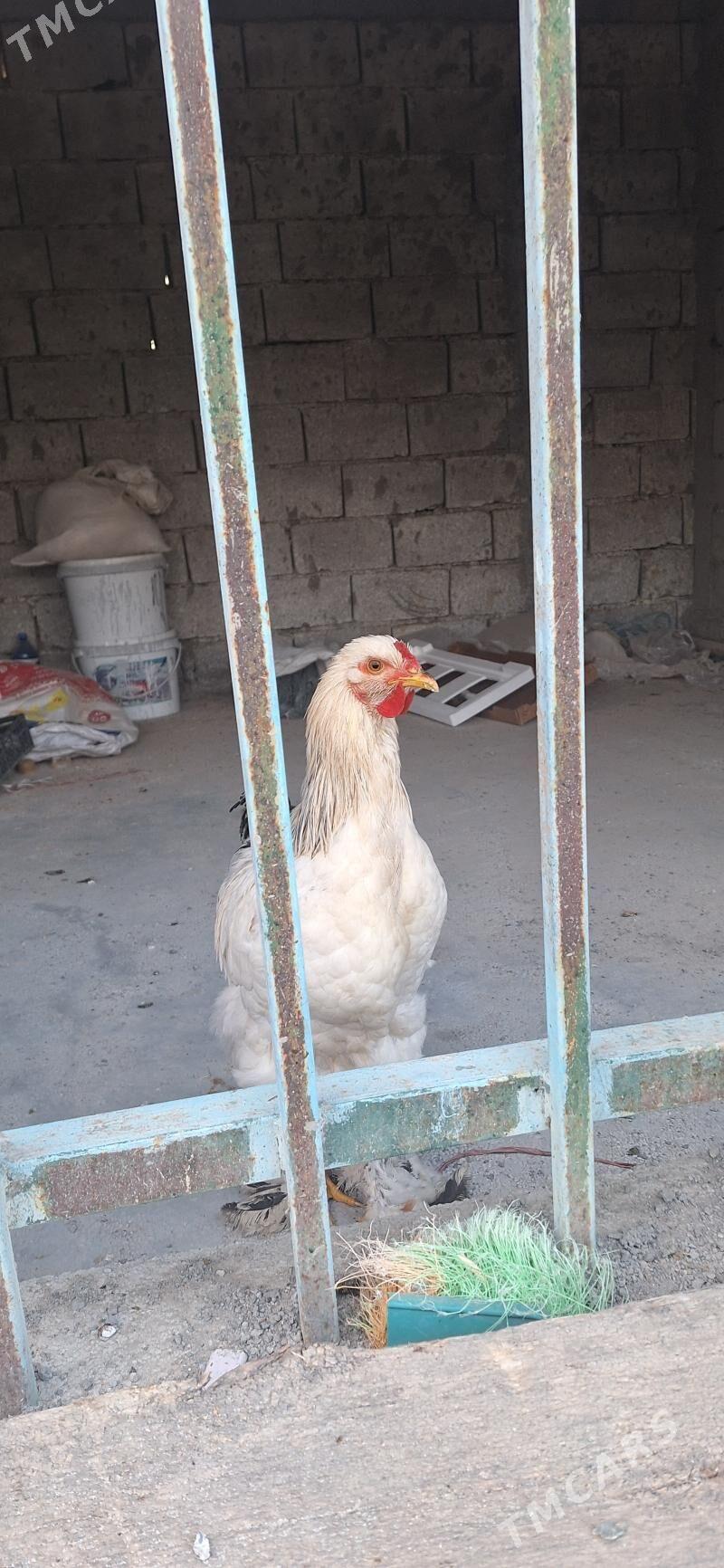 Brama towuk - Гёкдепе - img 5