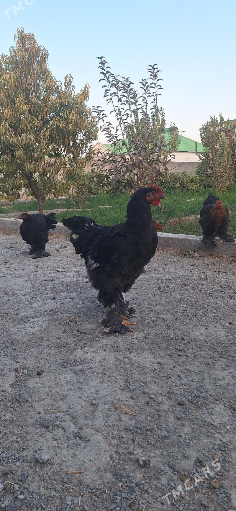 Brama towuk - Гёкдепе - img 3