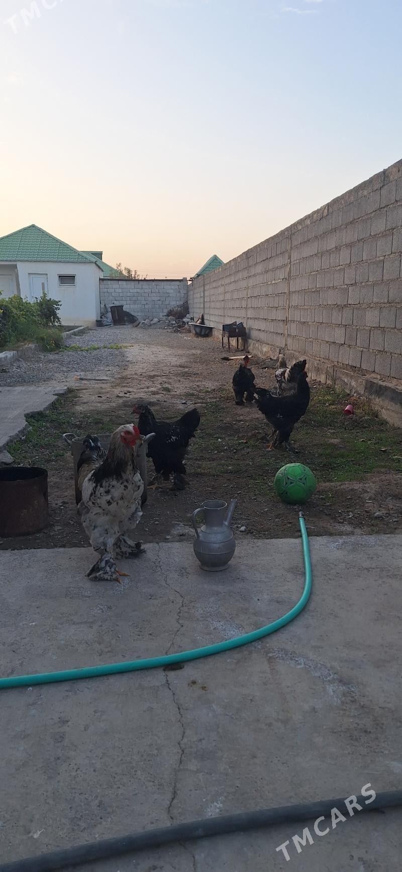 Brama towuk - Гёкдепе - img 4