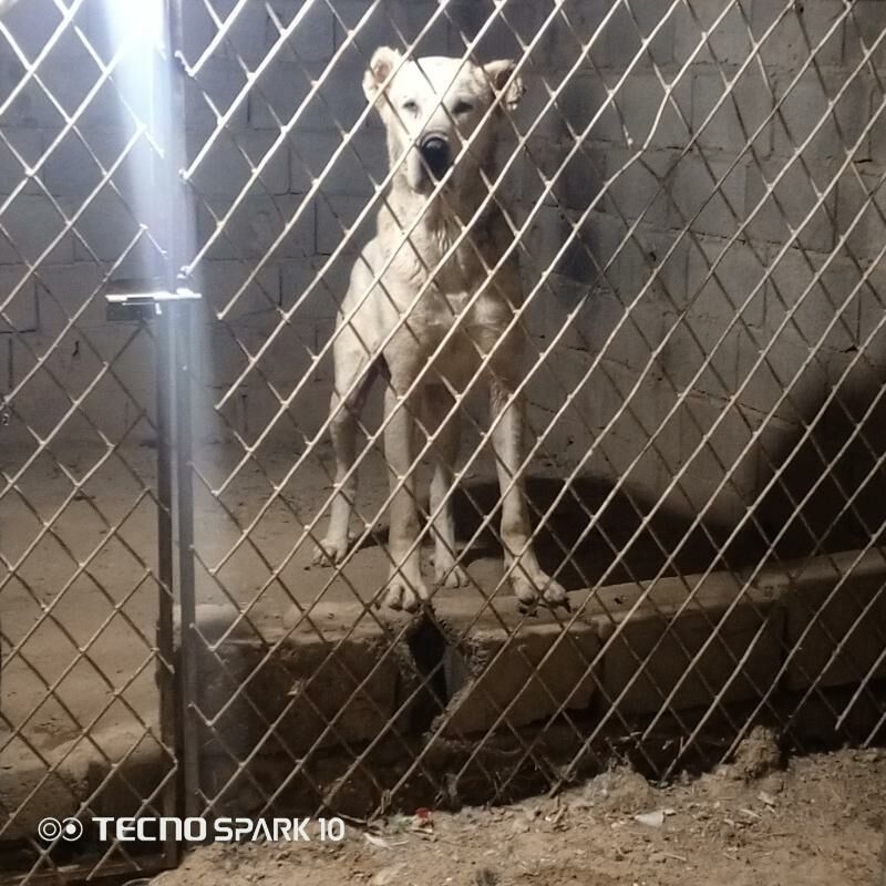 alabay köpek it - Herrikgala - img 2