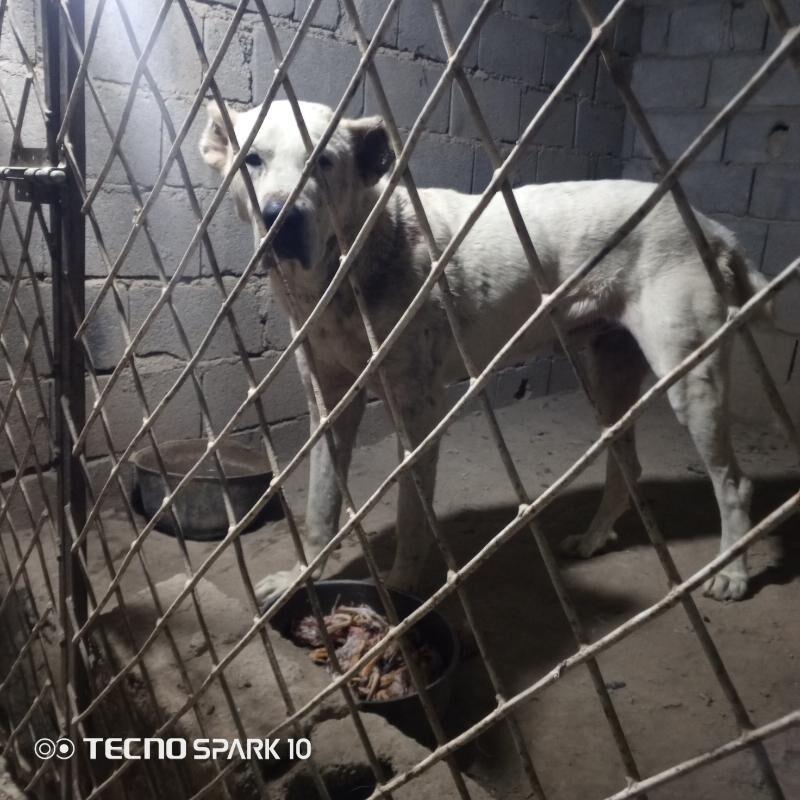 alabay köpek it - Herrikgala - img 3