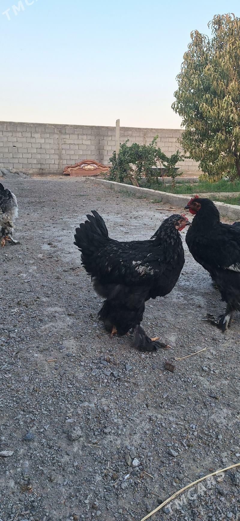 Brama towuk - Гёкдепе - img 6