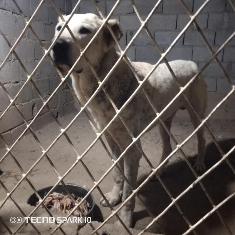 alabay köpek it - Herrikgala - img 4