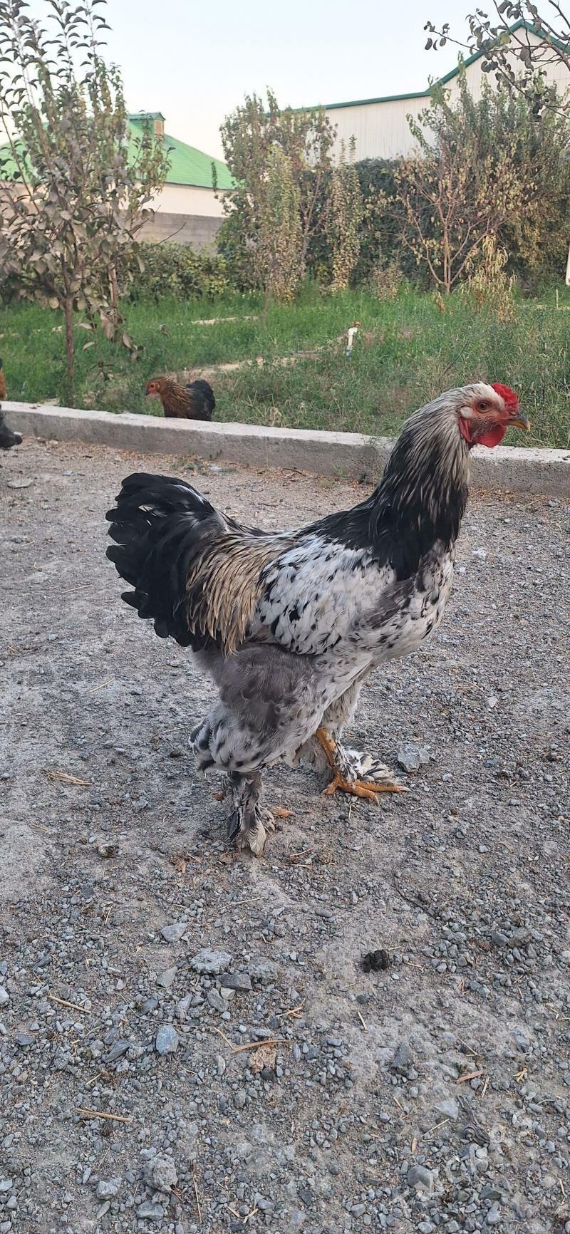 Brama towuk - Гёкдепе - img 7