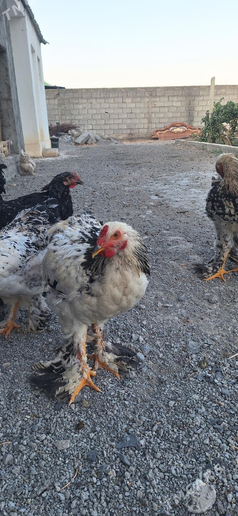 Brama towuk - Гёкдепе - img 8