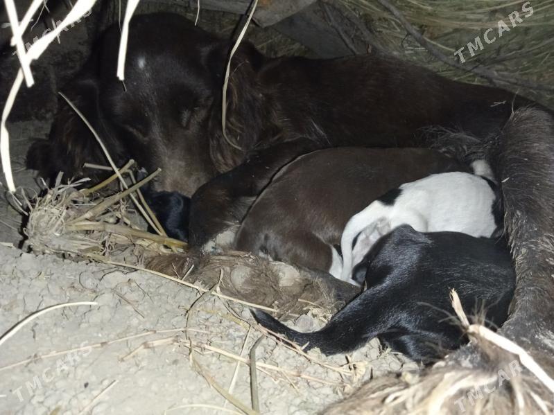 Ahotnik - Murgap - img 3