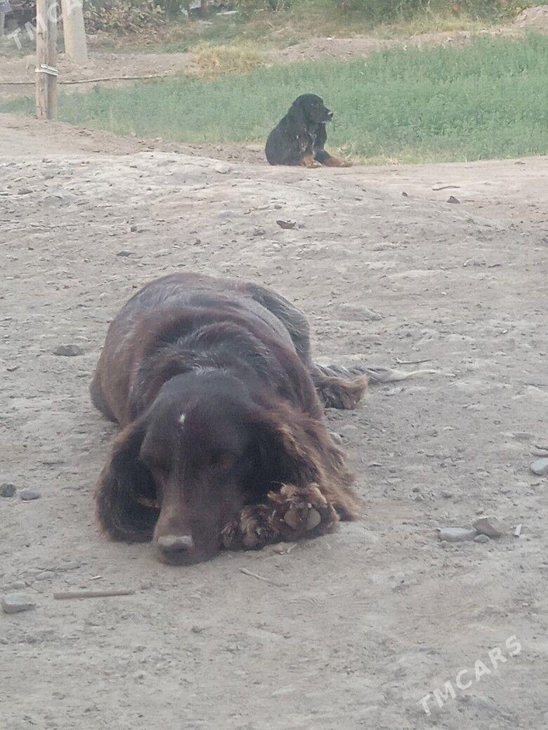 Ahotnik - Murgap - img 2