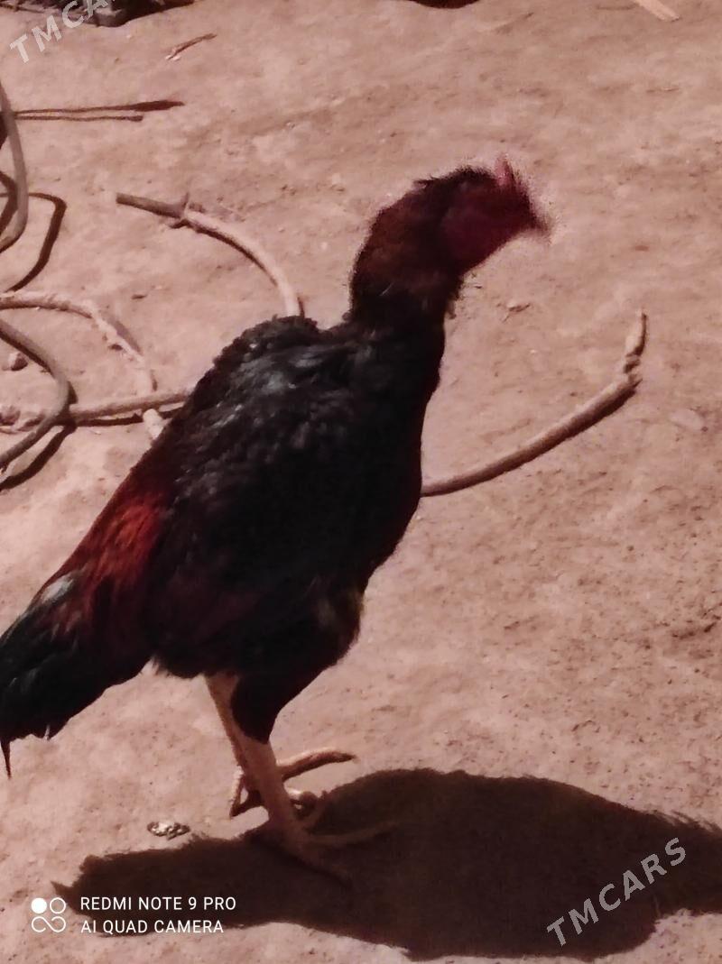 ýasbaysol. horaz - Чарджоу - img 7