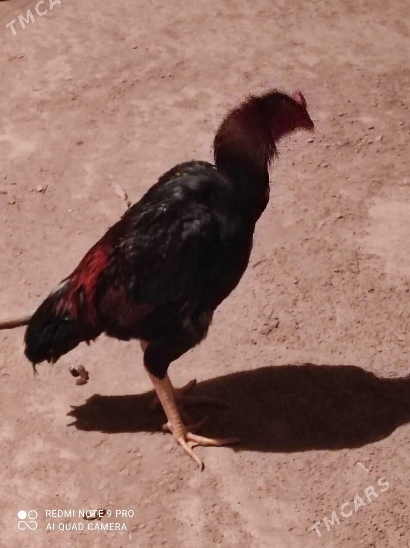 ýasbaysol. horaz - Чарджоу - img 3