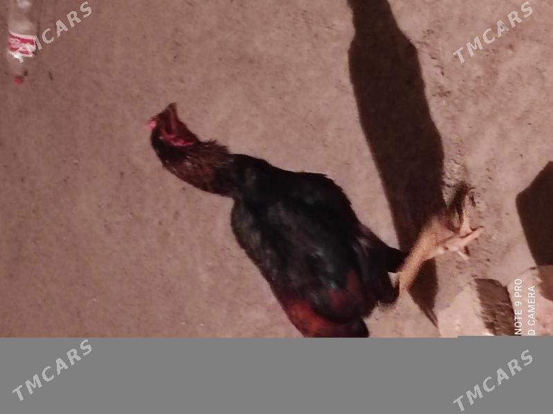 ýasbaysol. horaz - Чарджоу - img 4