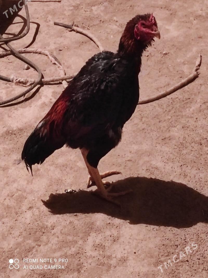 ýasbaysol. horaz - Чарджоу - img 5