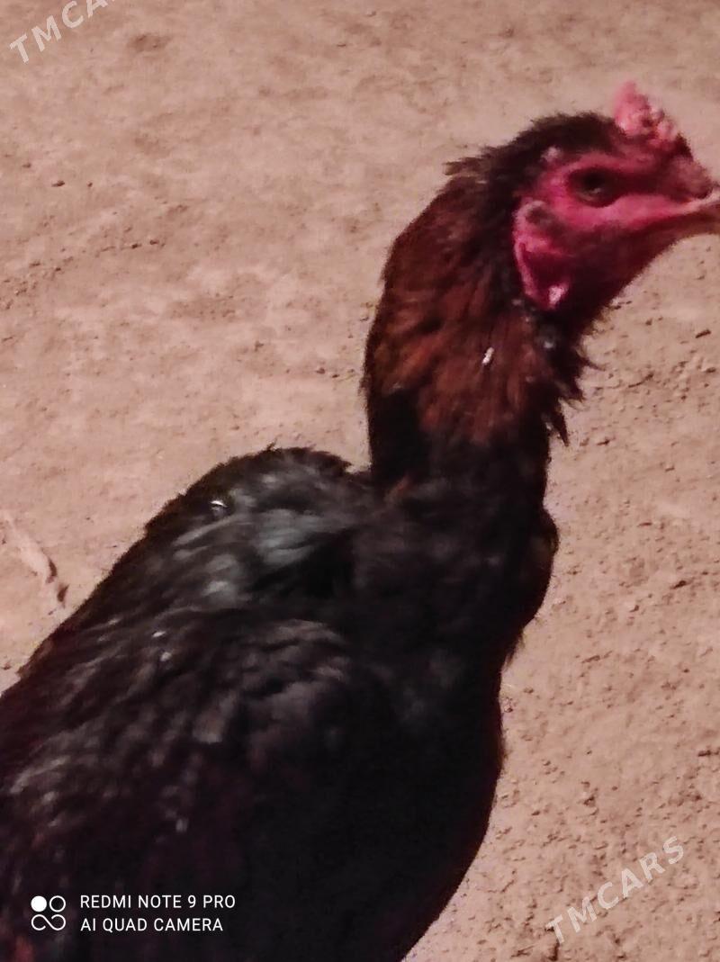 ýasbaysol. horaz - Чарджоу - img 2