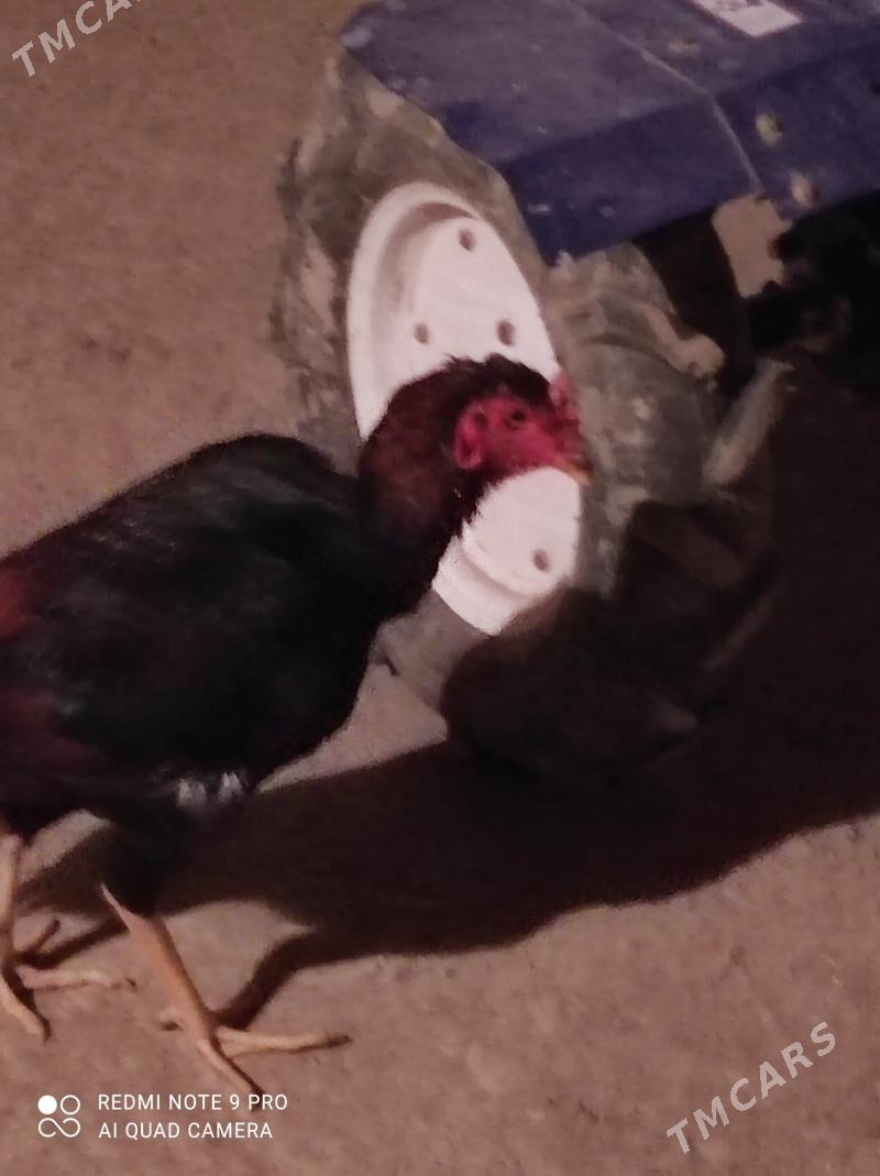 ýasbaysol. horaz - Чарджоу - img 1