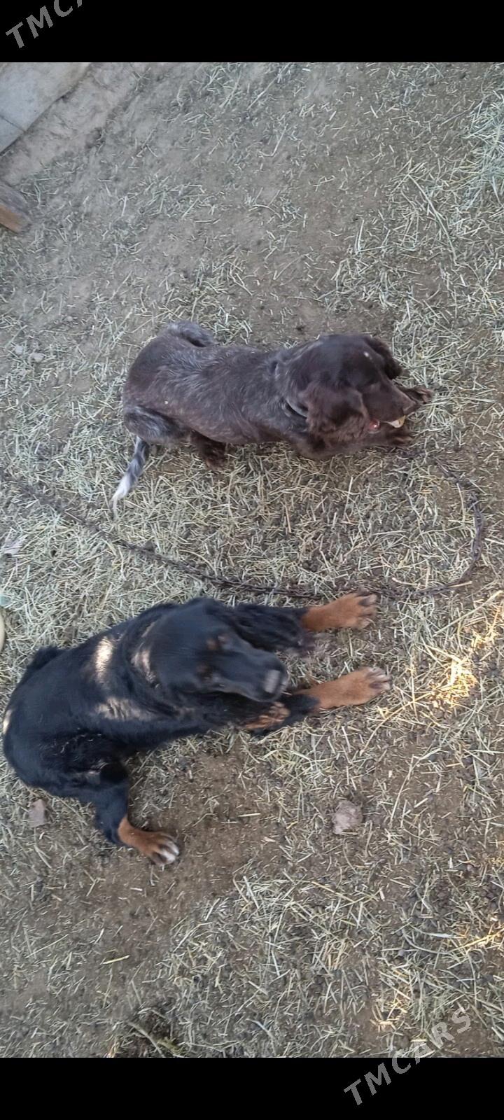 Ahotnik - Murgap - img 1