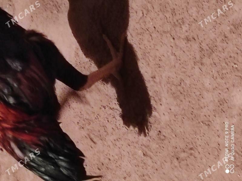 ýasbaysol. horaz - Чарджоу - img 6