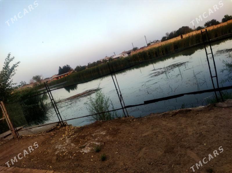 satlyk daca - Mary - img 8