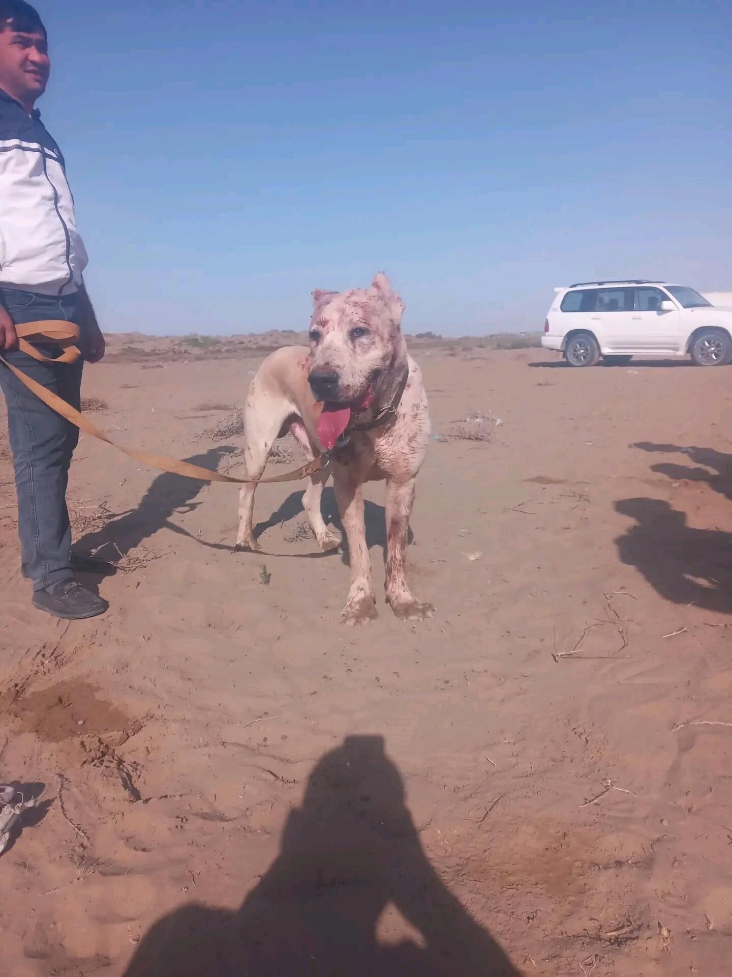 Bürgüt - Mary - img 5