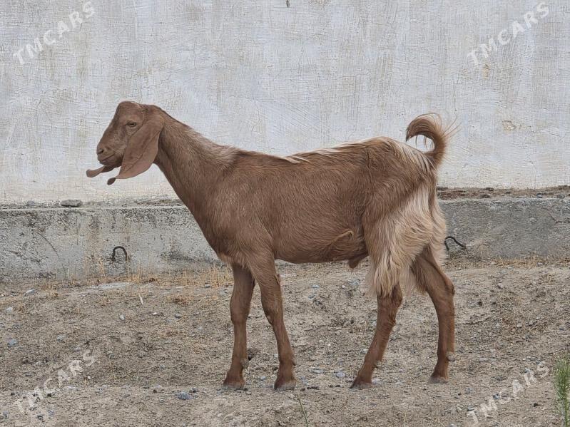 PAKISTAN TEKE 7 AÝLYK - Тязе заман - img 3