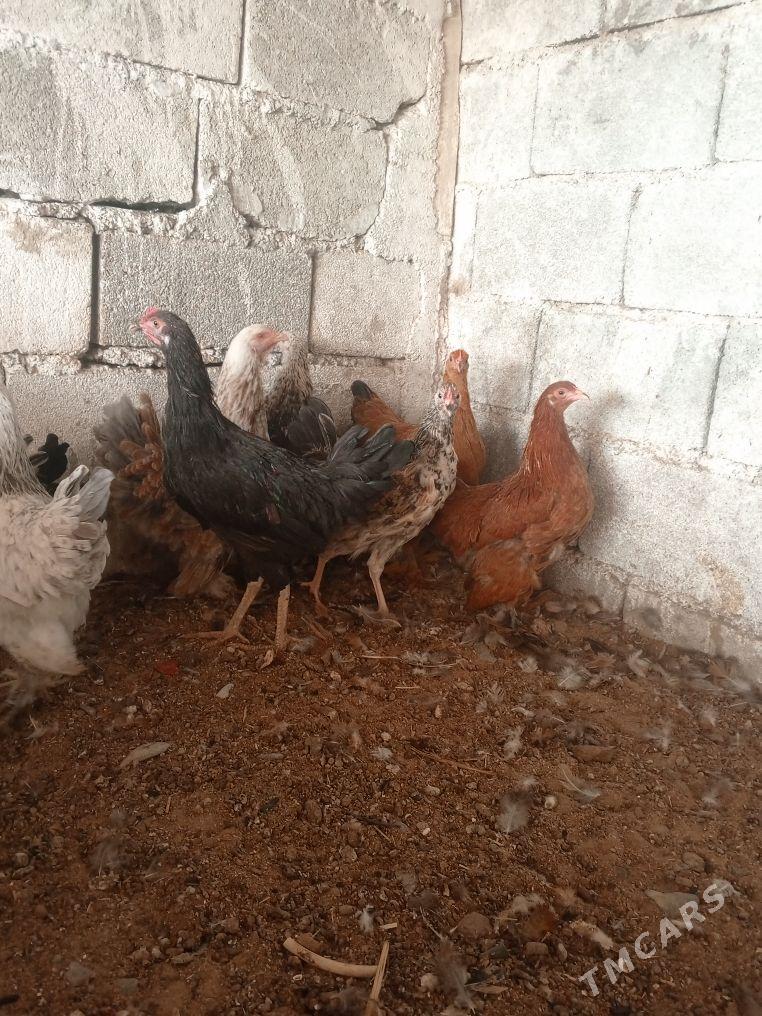 Taşkent brama - Gökdepe - img 3